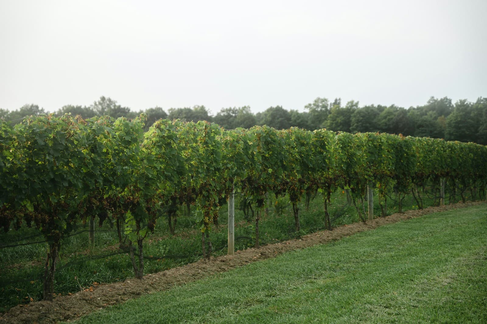 Vineyard rows at Boundary Breaks in the Finger Lakes, New York