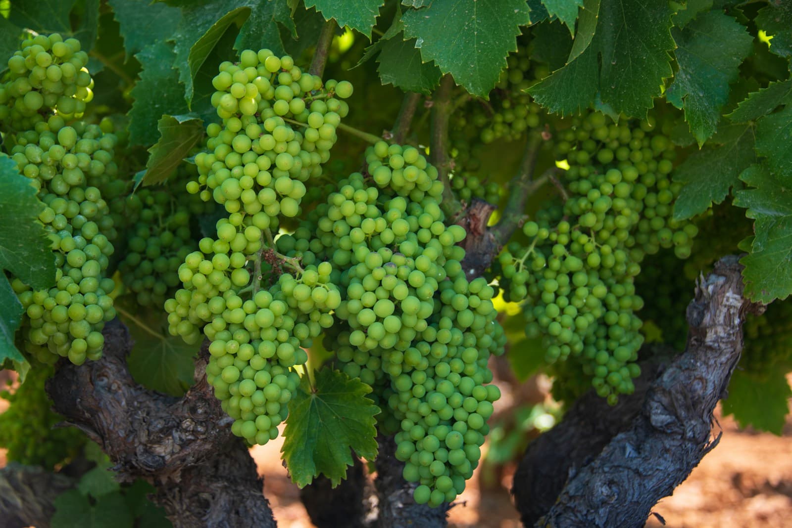 Green grapes growing beneath leafy vines in a Spanish vineyard